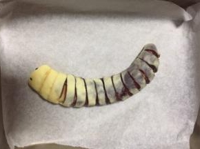 做好的毛毛虫胚造好自己觉得逼真的形态，放入烤盘，放在温暖处进行二次发酵