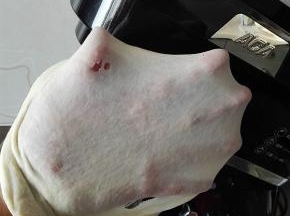 直至面团能拉出漂亮的手套膜