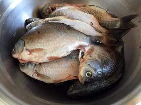 鲫鱼去鳞去腮去内脏，洗净沥干水分