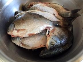 鲫鱼去鳞去腮去内脏，洗净沥干水分