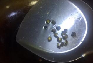 热锅下油油温七成下花椒