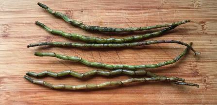 取几根新鲜铁皮石斛