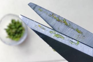 剪刀上留有胶质，这个就是铁皮石斛的营养成分