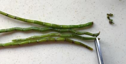 用剪刀剪去头尾