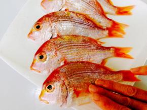 用手轻轻将盐均匀的涂抹在鱼身上