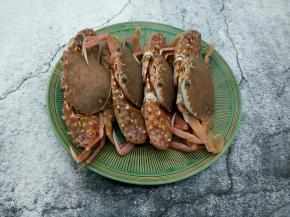 螃蟹四百克，个个都很肥