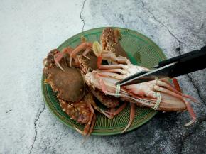 剪刀先把绑螃蟹的橡皮筋剪了