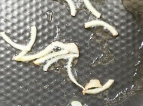 起油锅，放姜丝。
