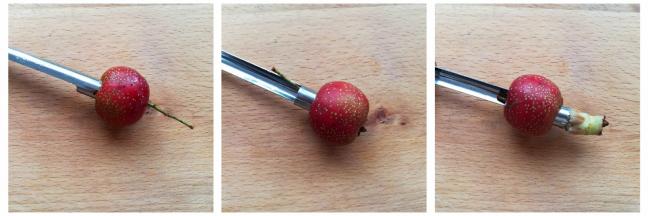 用山楂专用的去核神器，先在山楂的底部转一圈，然后从山楂的头部往前推，就可以把山楂果核清理出来了
