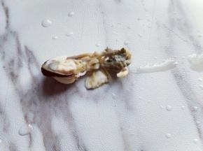 将贝肉的内脏去掉。