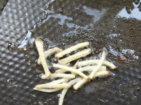 起油锅，放姜丝炝锅。