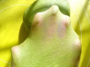 揉好的面团切下一块，可以撑出有弹性的手套膜