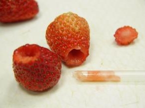 用吸管当工具，把草莓中心挖空。（不要挖到底部哦）