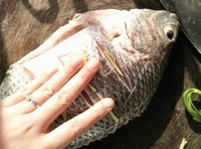 先用料酒和盐把鱼全身抹一遍，再用姜丝抹一遍。