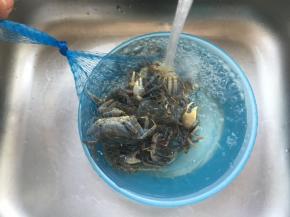 直接冲水洗净，多洗几次