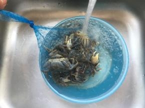 直接冲水洗净，多洗几次