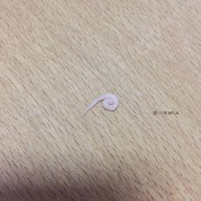 用牙签切断后，如图卷成小圈圈