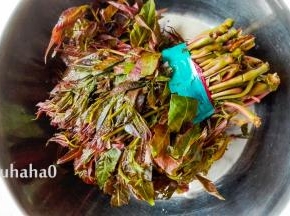 新鲜的香椿芽，香味扑鼻