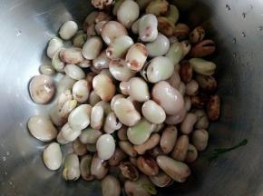 蚕豆控水放盆里