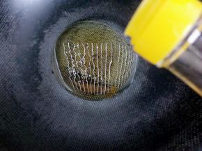 锅烧热倒入香油