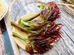 椿芽春天野菜之一，采摘刚发出的嫩芽