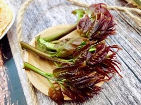 椿芽春天野菜之一，采摘刚发出的嫩芽