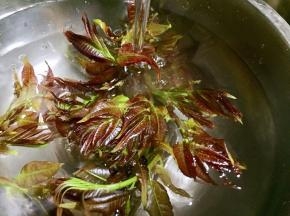 椿芽流水洗净