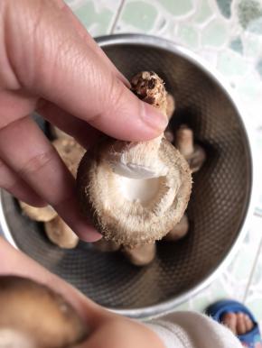 蘑菇买回来把蒂柄部先拔掉