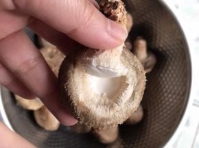 蘑菇买回来把蒂柄部先拔掉