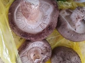 香菇清洗下