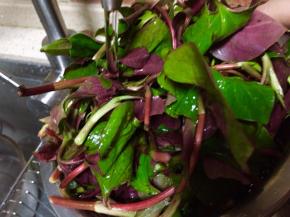 洗好后再次用纯净水冲洗一次