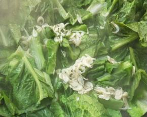 加虾皮继续翻炒。