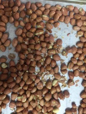 花生取出去皮待用