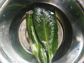 枇杷叶放水里泡15分钟左右