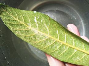 用刷子把枇杷叶后面的绒毛刷干净。