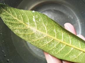 用刷子把枇杷叶后面的绒毛刷干净。