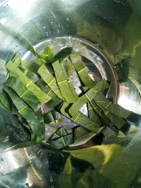 刷干净绒毛的枇杷叶剪小块