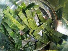 刷干净绒毛的枇杷叶剪小块