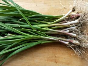 自种无公害绿色食品～蒜苗( •̀∀•́ )