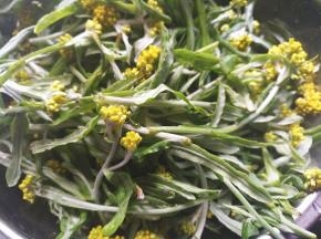 将鼠曲草清洗干净