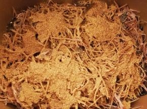 全部撕完，倒入面包机，放入剪碎的海棠，撒一点五香粉