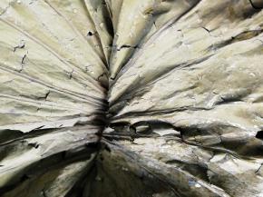 荷叶铺在蒸笼里