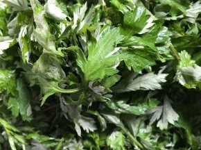 将茵陈叶子摘下来，洗净沥水