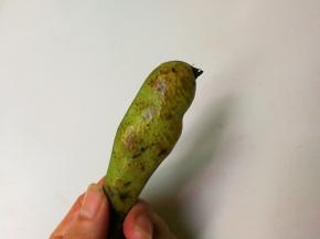 蚕豆有点老了