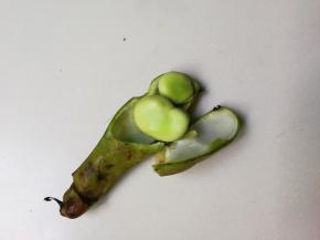 剥开看看确实不太嫩，不过我有方法让它好吃