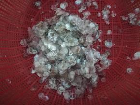 处理完鱼，剩下的鱼鳞。我们用手搓洗几遍。