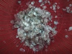 处理完鱼，剩下的鱼鳞。我们用手搓洗几遍。