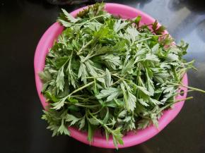 采摘鲜嫩的艾叶，去杂草和泥沙。