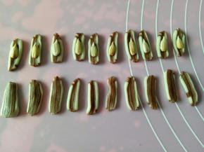 用锋利的刀切成厚约1毫米的小片，切面向上码放，两片为一组，其中一片中间放一个瓜子仁