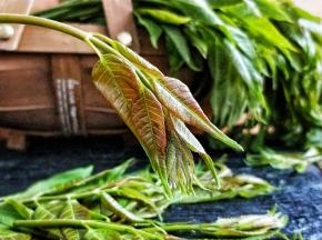 新鲜嫩香椿。